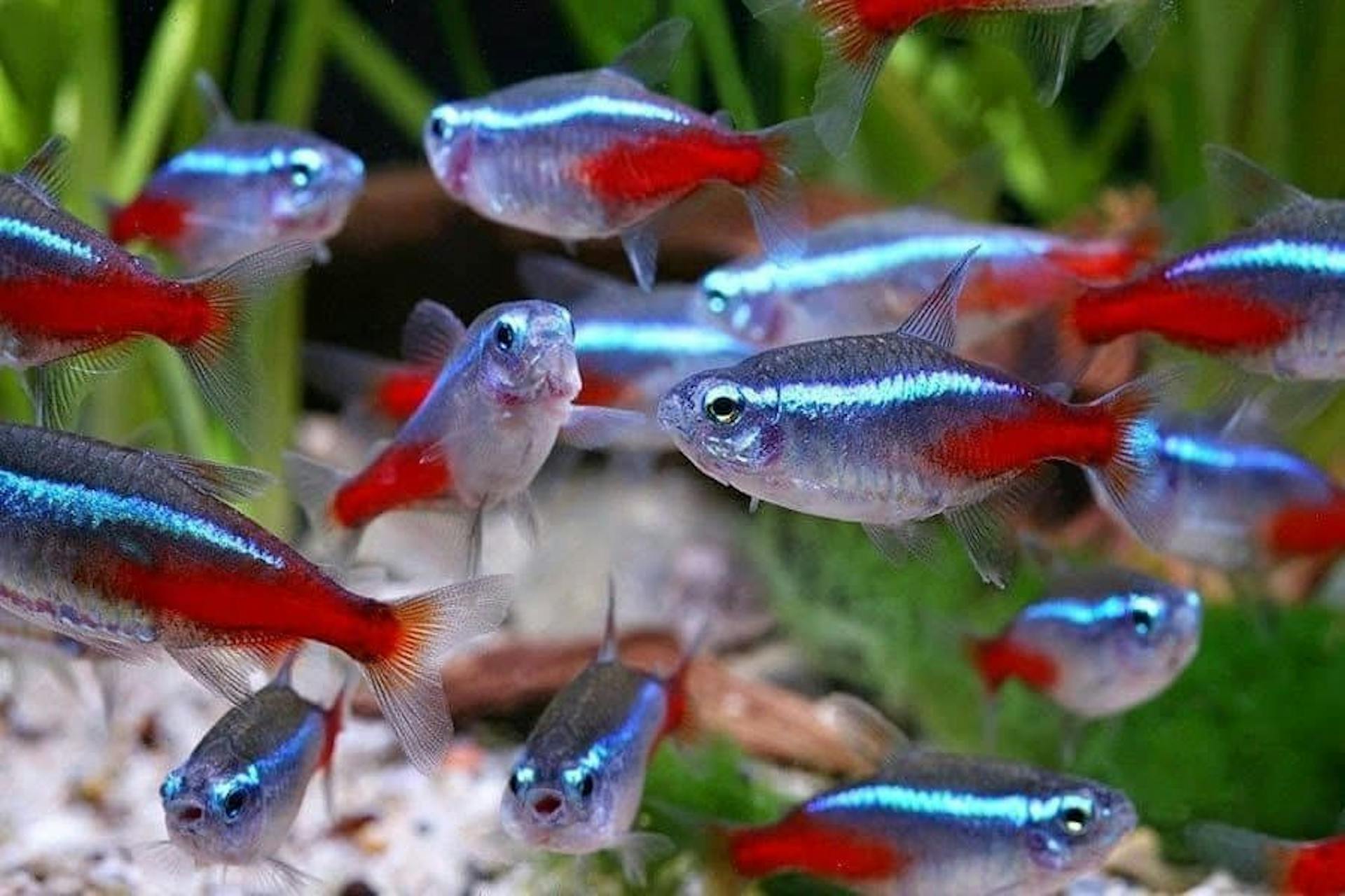 featured image - Finding Nemo? No, it’s finding the real MVP - Neon Tetra!
