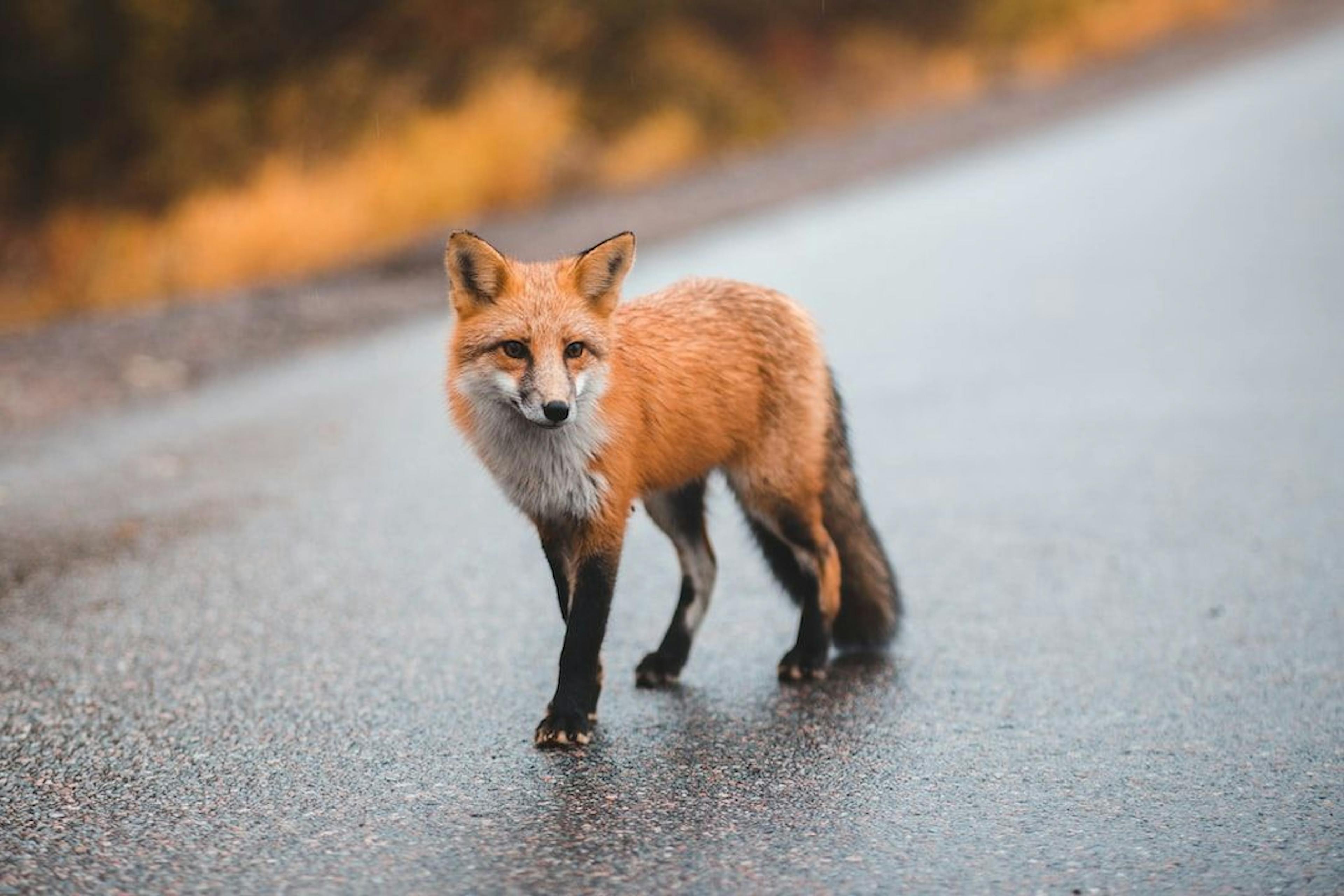 Felix the FOX