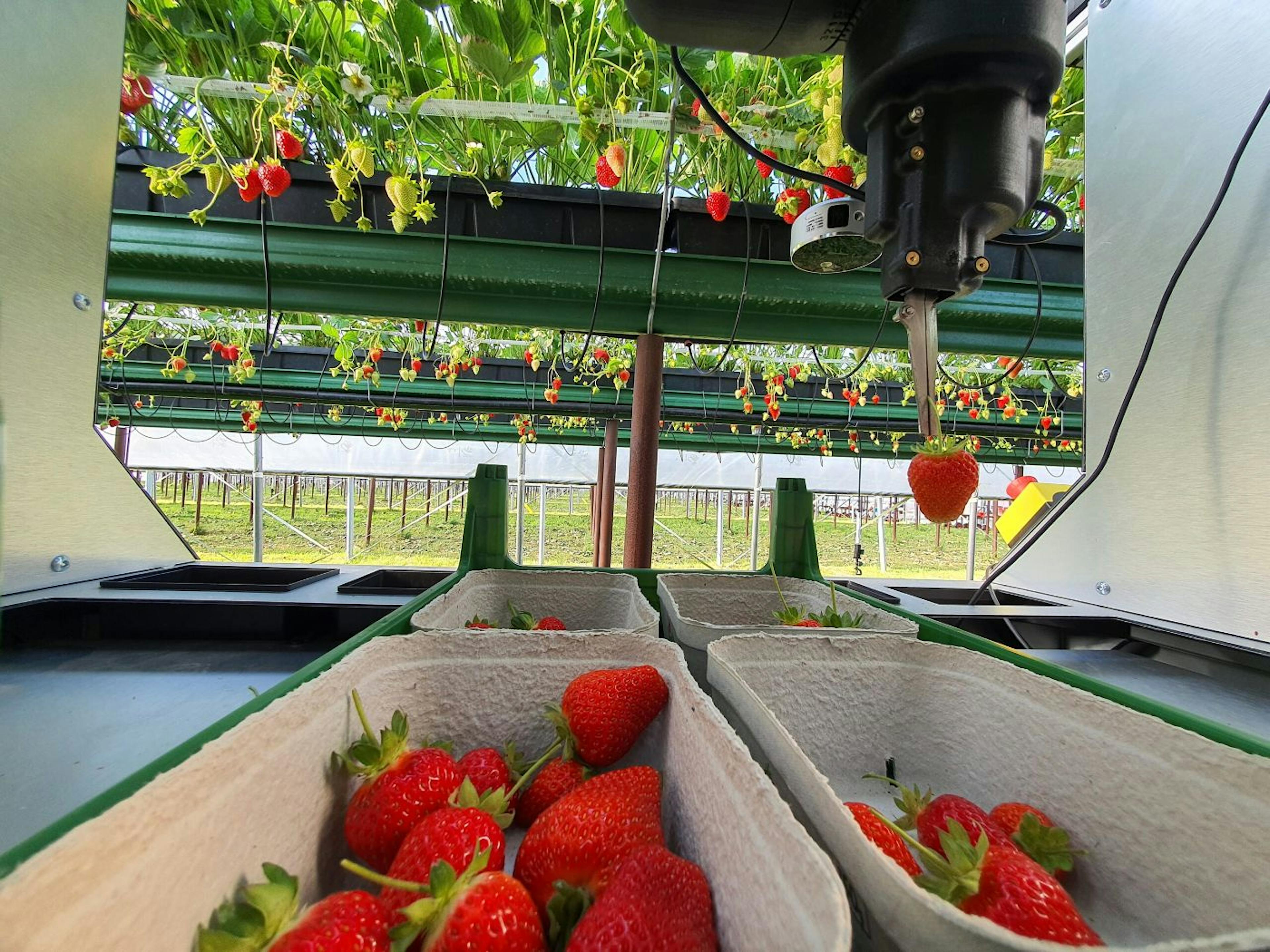 Robotic arm packaging strawberries right into their packages.