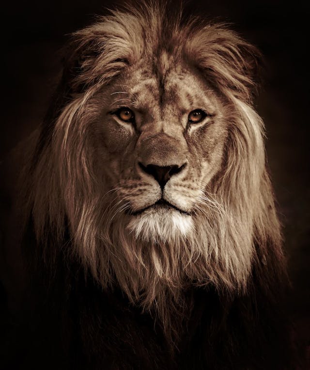 /the-zkp-jungle-adventure-unlocking-the-lion-kingdoms-roaring-secret feature image