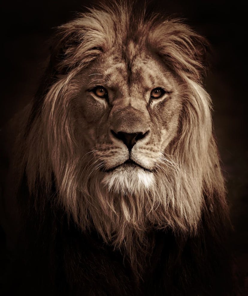 /the-zkp-jungle-adventure-unlocking-the-lion-kingdoms-roaring-secret feature image