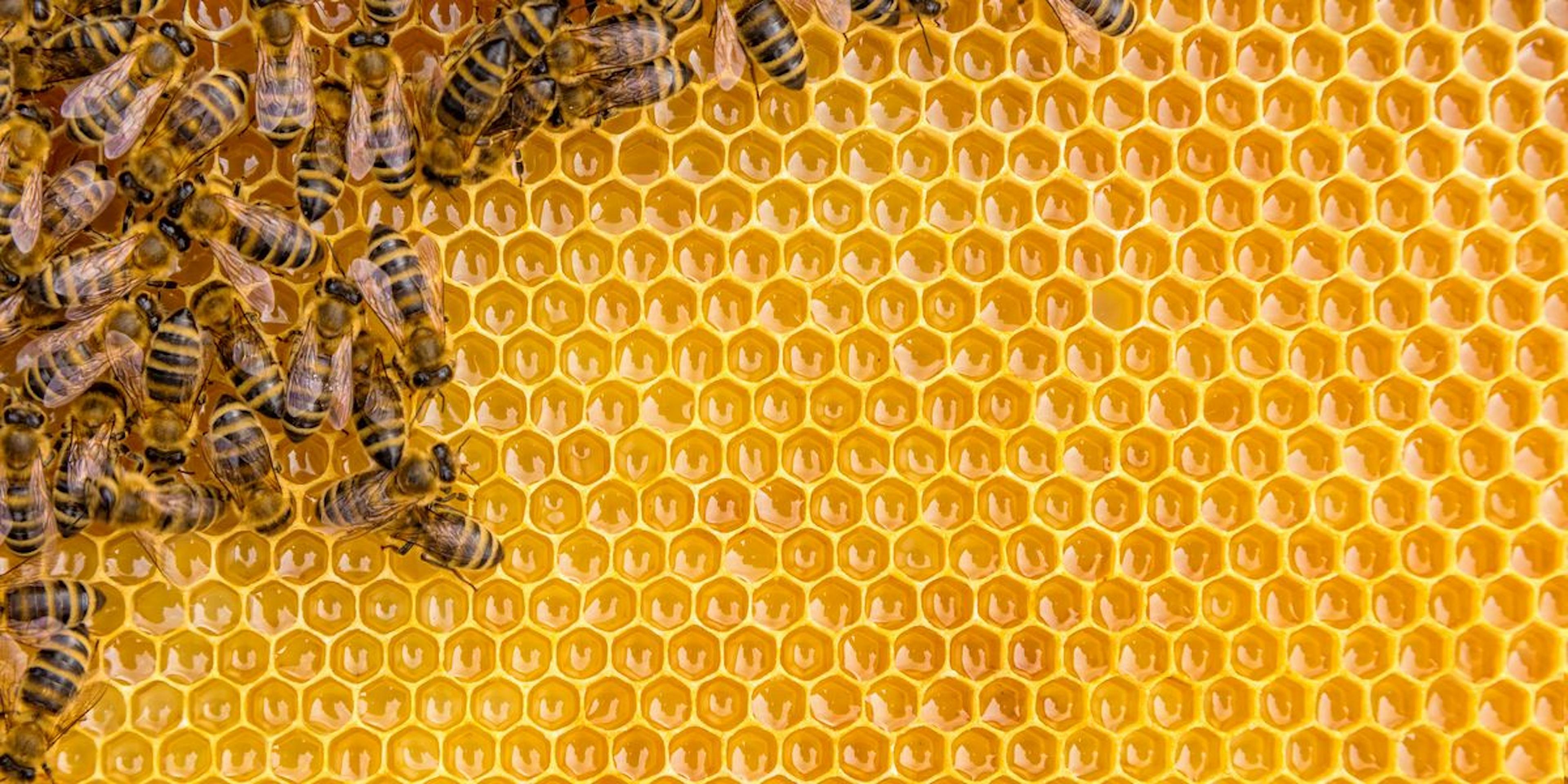 Methodology of Bee Colony Test Suite Optimization | HackerNoon