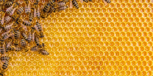 /methodology-of-bee-colony-test-suite-optimization feature image