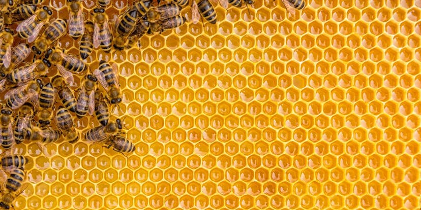/methodology-of-bee-colony-test-suite-optimization feature image