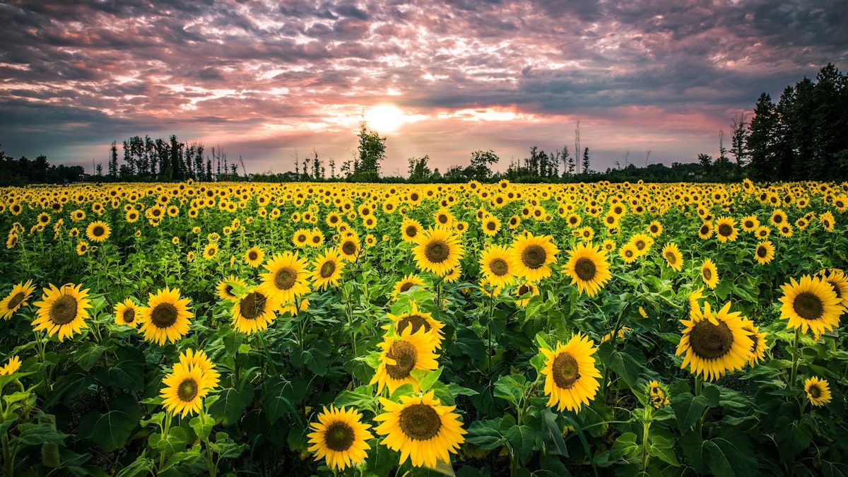 featured image - With AI, You Can Count 1000+ Sunflower Seeds In Seconds