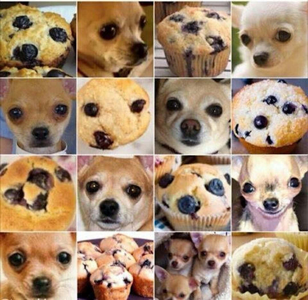 Ví dụ về CAPTCHA với bánh nướng nhỏ và chó Chihuahua