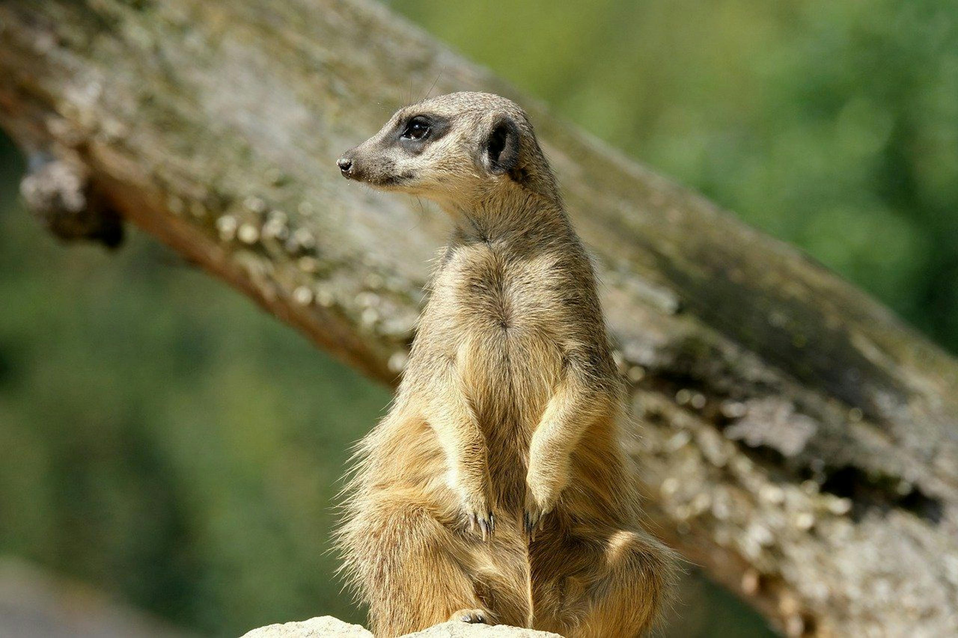 /building-a-mongodb-nosql-e-commerce-data-model-fn8135bc feature image