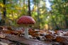 shroom