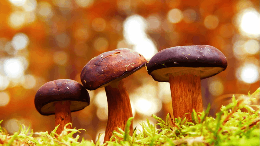 /building-microservices-with-nameko-part1-ud1135ug feature image