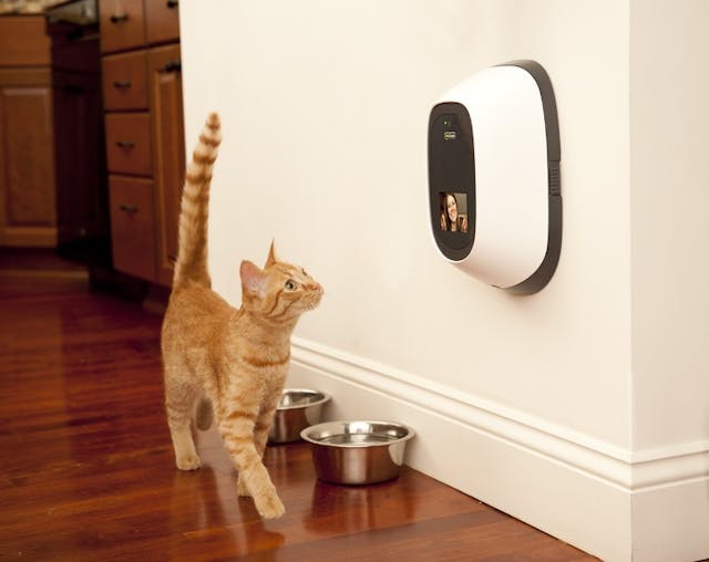 /could-ai-help-or-harm-our-pets feature image