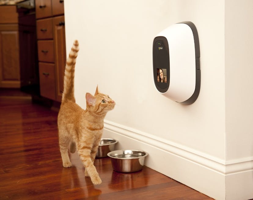 /could-ai-help-or-harm-our-pets feature image