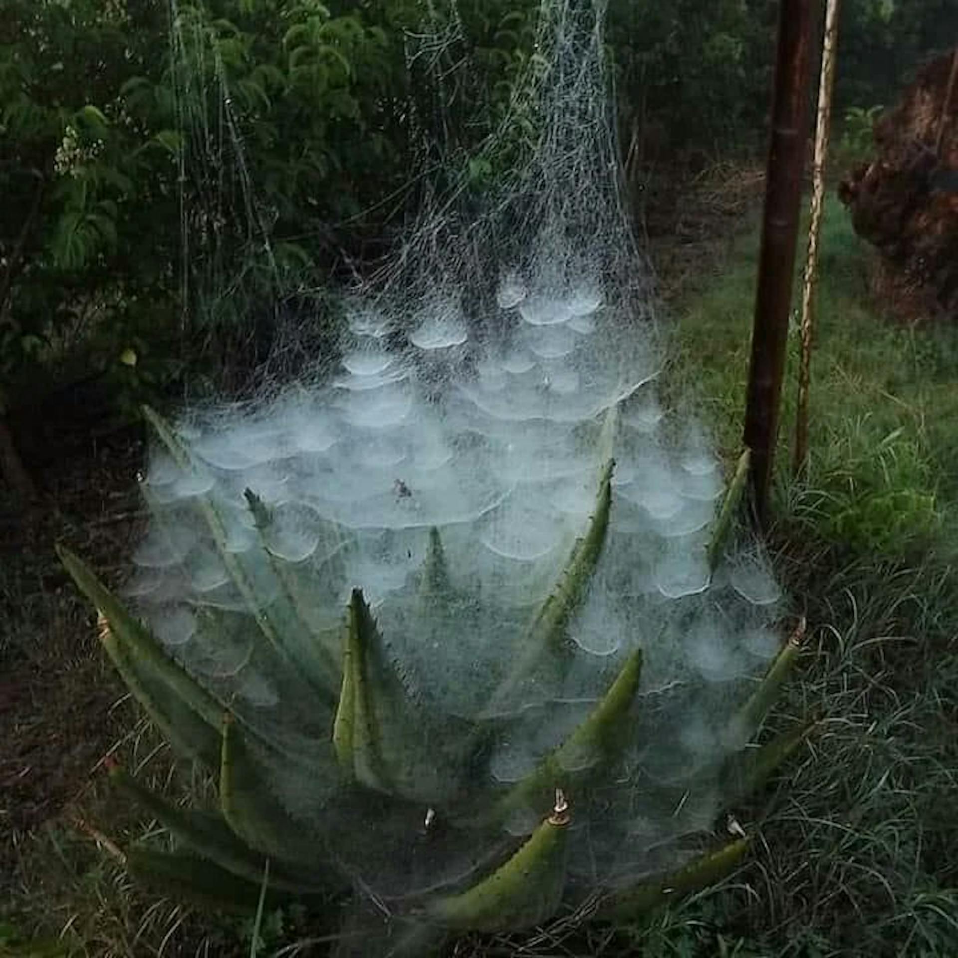 Social spiders living together.