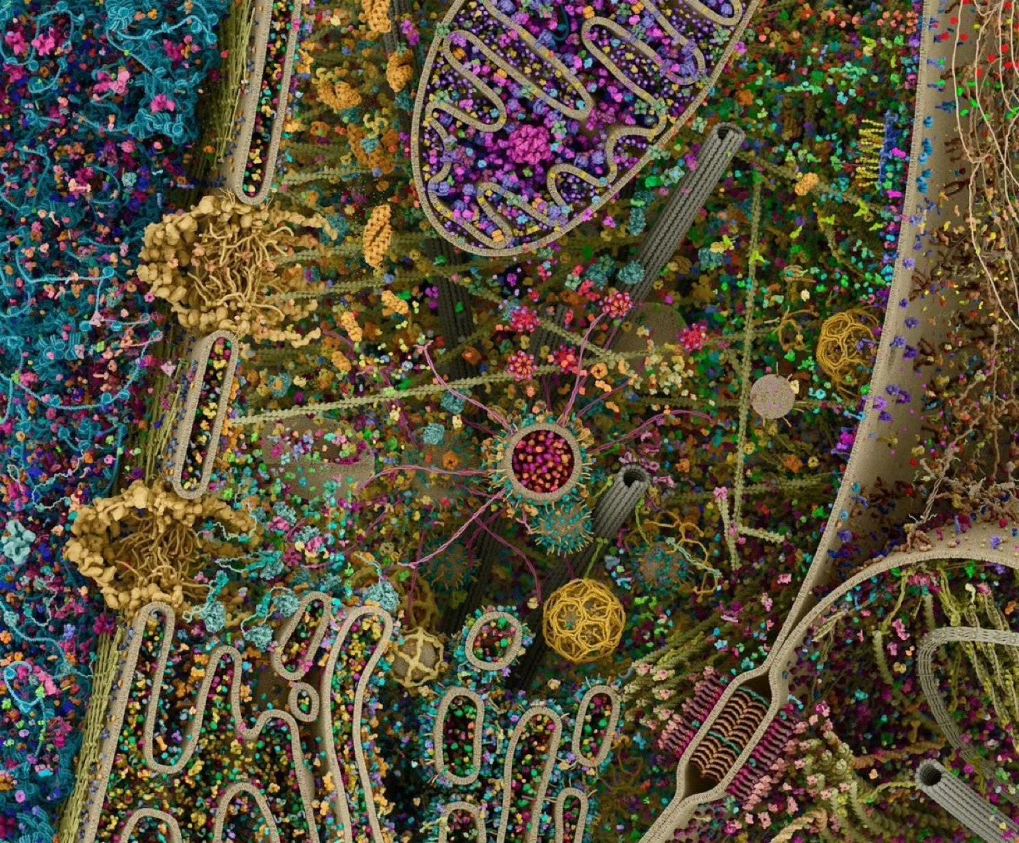 High-resolution image of a Eukaryotic cell's networks
