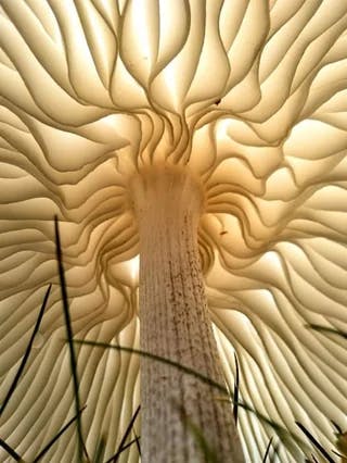 The underside of a mushroom.