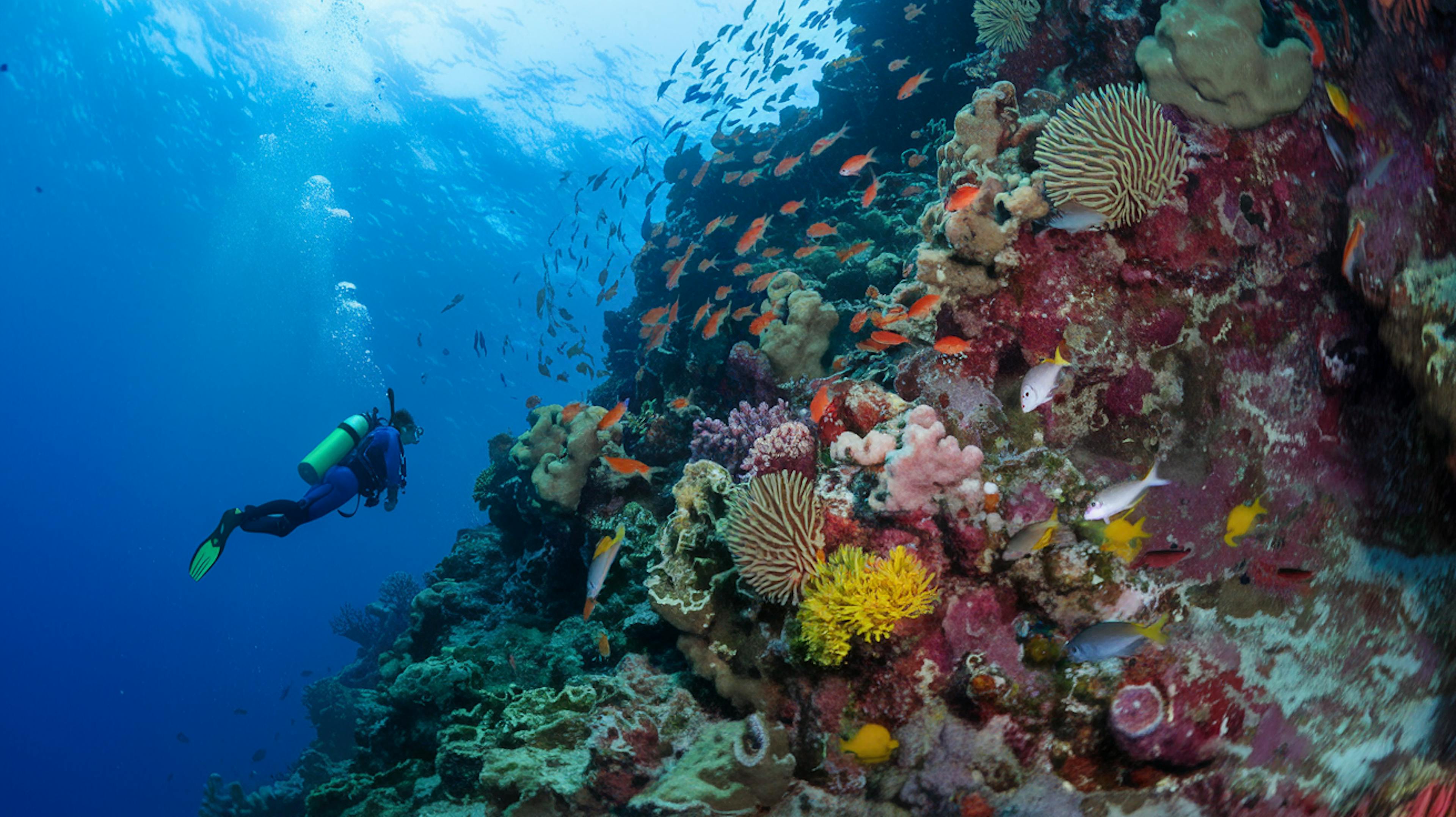 "A Scuba Diver Looking Down at a vibrantly colored coral reef"