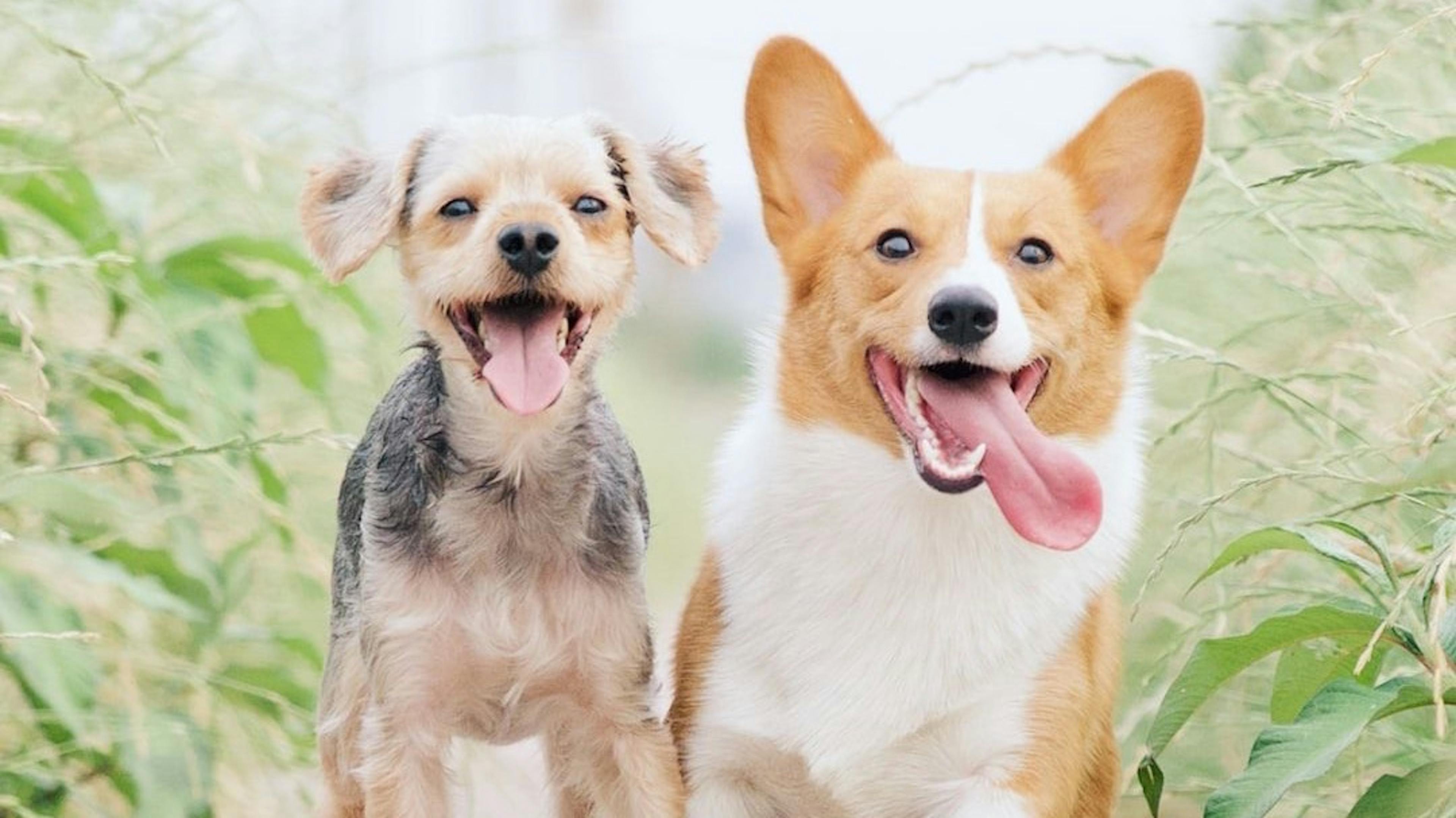 featured image - Objects & Pursuit of Happiness: Understanding Object Oriented Programming (OOP)