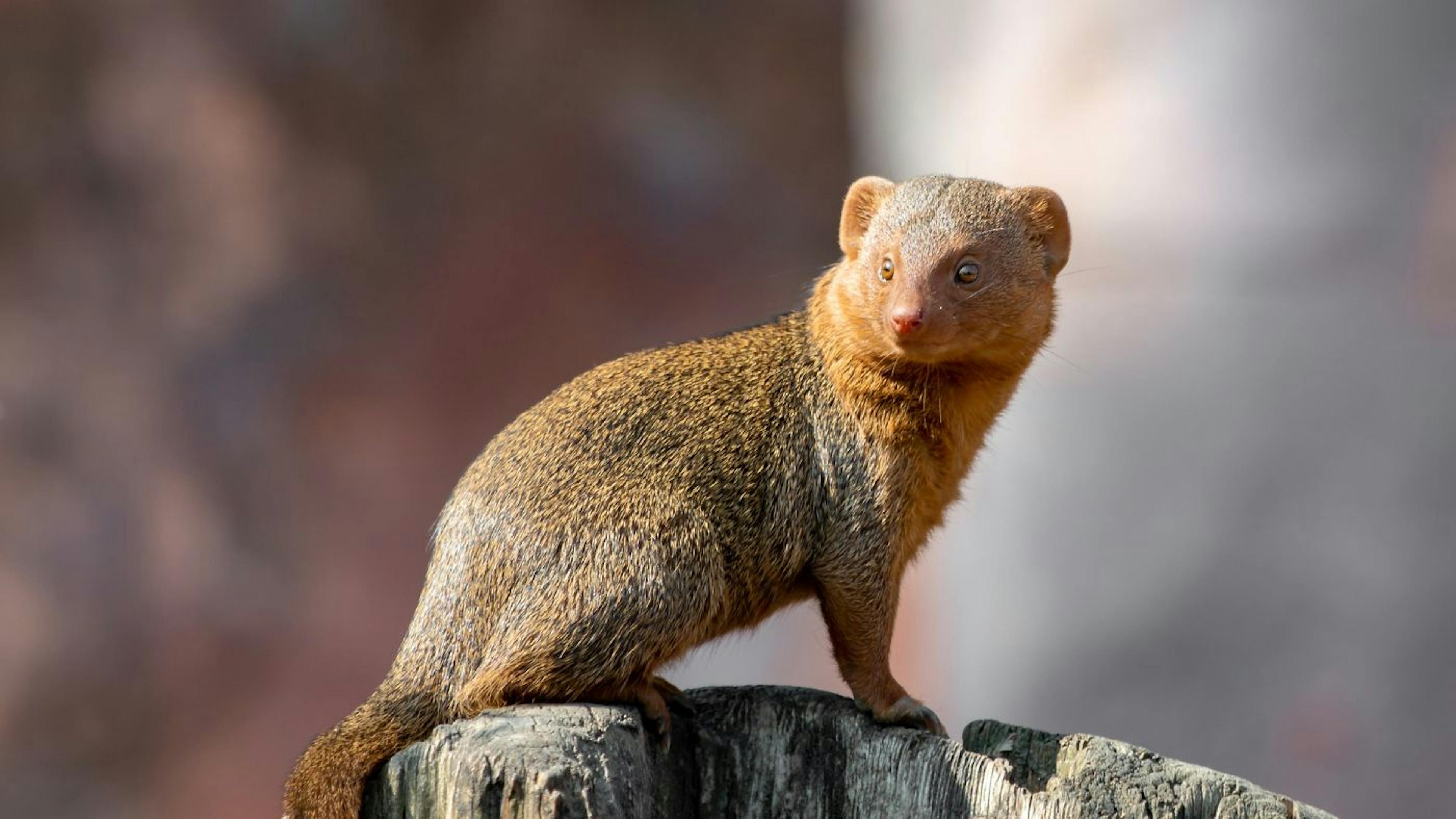 featured image - Cómo Mongoose traerá desarrolladores orientados a JSON a Apache Cassandra