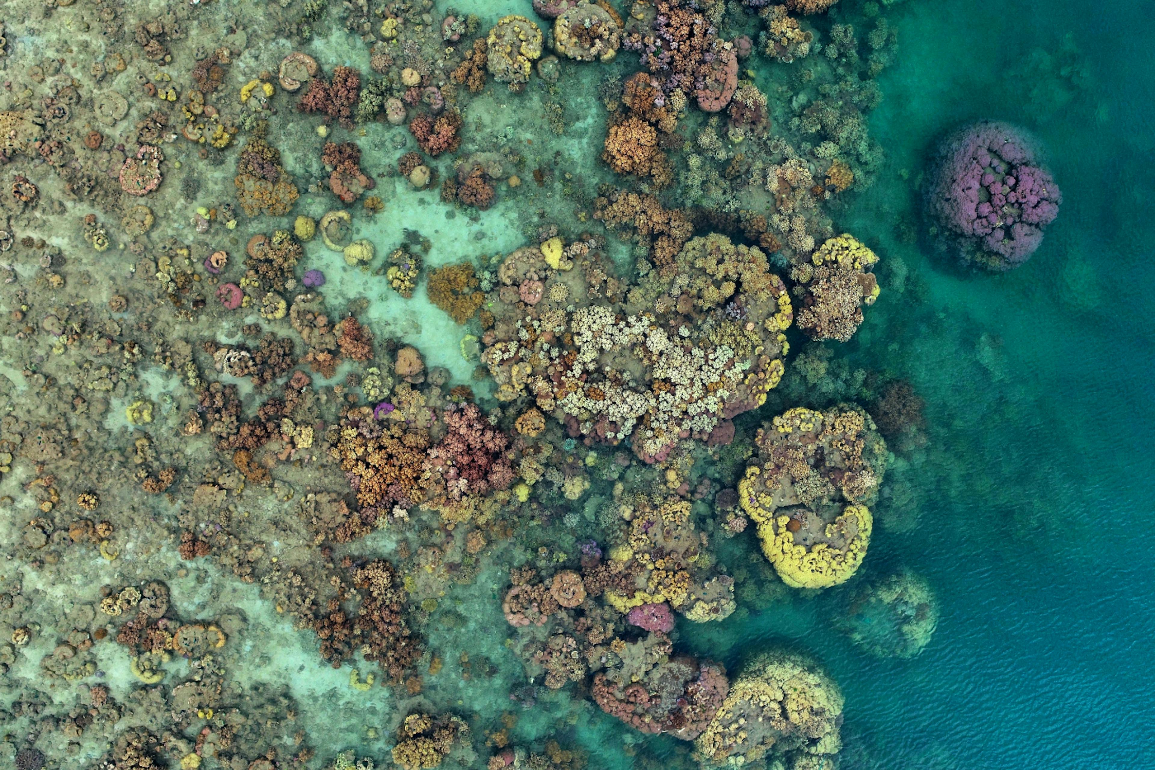 featured image - How to Use TensorFlow and Cleanvision to Detect Starfish Threats in the Great Barrier Reef