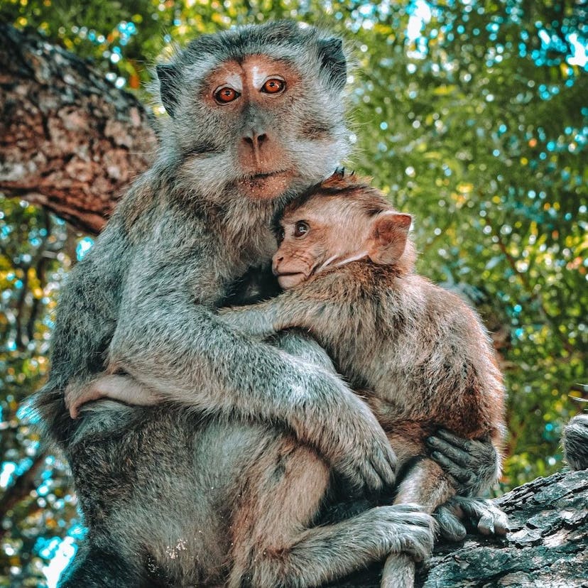 /how-to-tame-the-monkeys-overrunning-your-management-time feature image