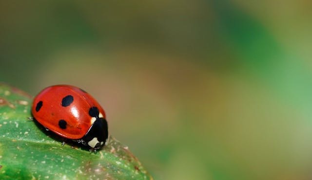 /from-agronomist-to-data-scientist-maria-carolinas-journey-into-the-world-of-ai-and-data-science feature image