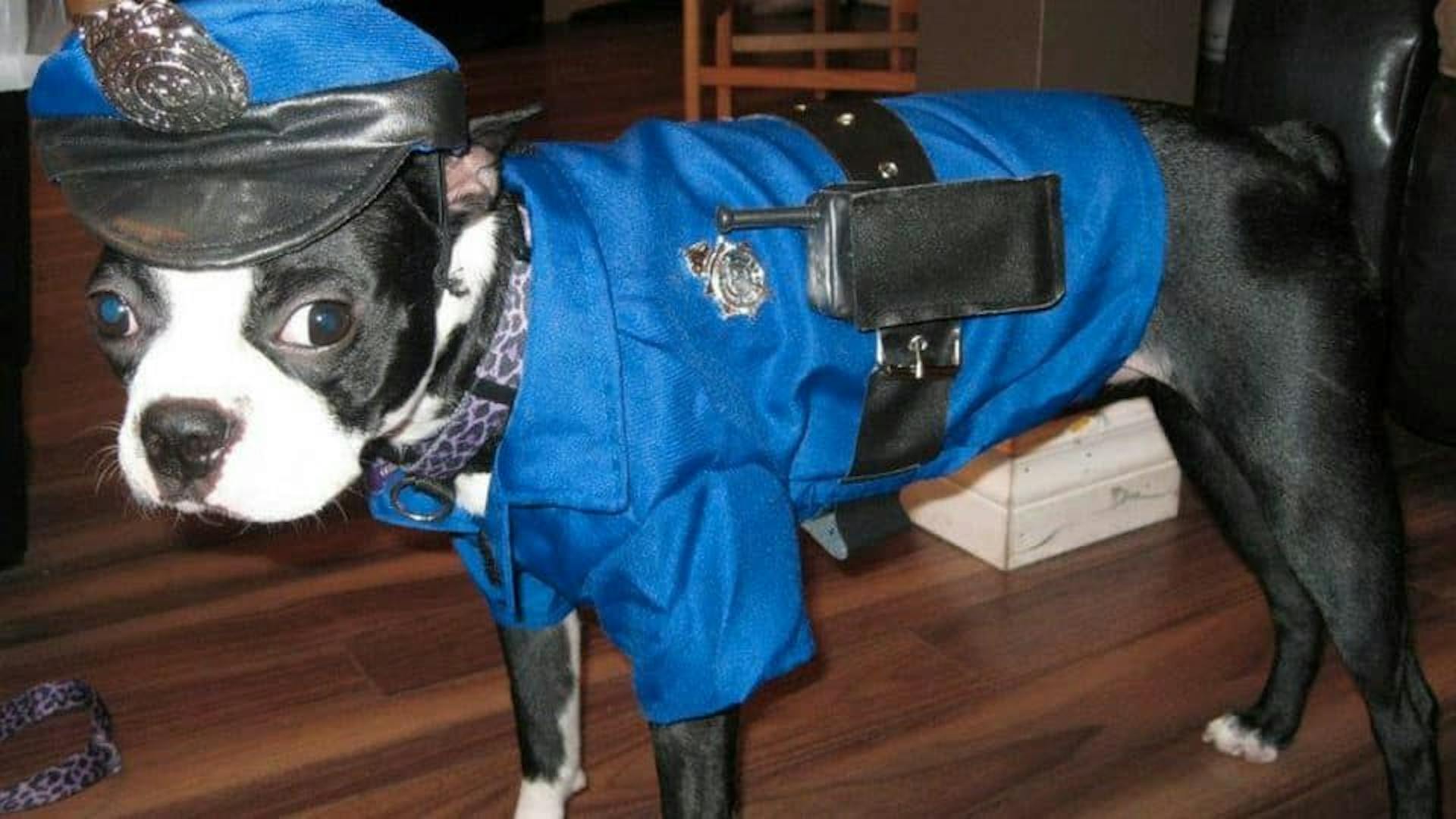 Boston terrier in police costume