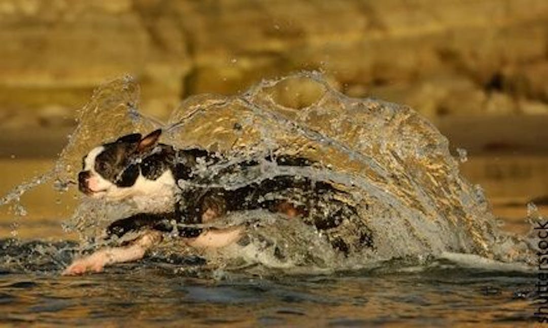 Boston terrier splash in water 