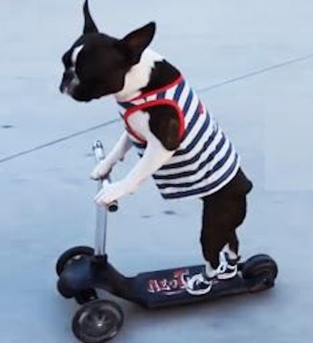 Boston terrier riding scooter