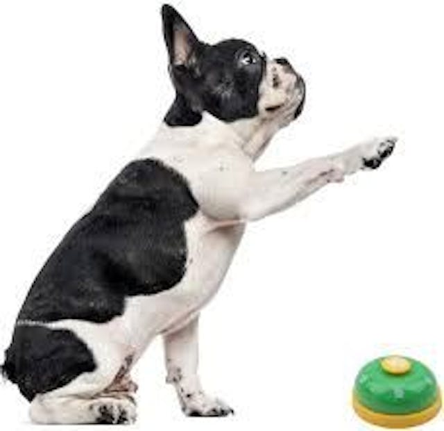 Boston terrier press button