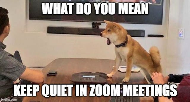 /kids-dogs-zoom-meetings-what-could-possibly-go-wrong feature image