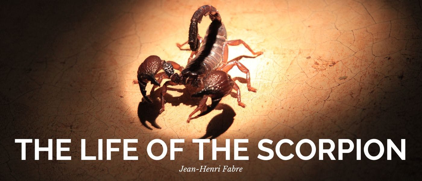 featured image - The Life of the Scorpion by Jean-Henri Fabre - Table of Links