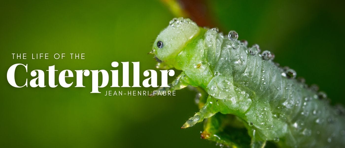 featured image - The Life of the Caterpillar by Jean-Henri Fabre - Table of Links