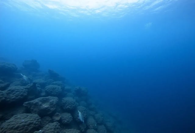 /what-needs-improvement-in-deepsee-for-ocean-research-experts-weigh-in feature image