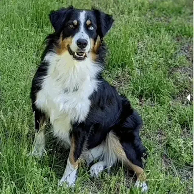 /make-masterpiece-pet-portraits-with-comfyui feature image