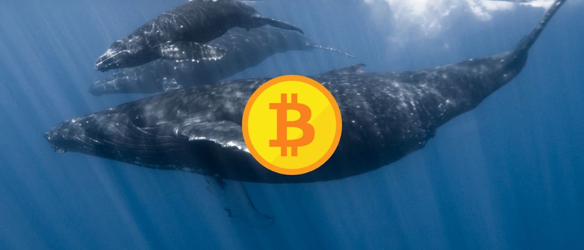 featured image - Crypto & the Whale: When Retail Investors Make Fish Food
