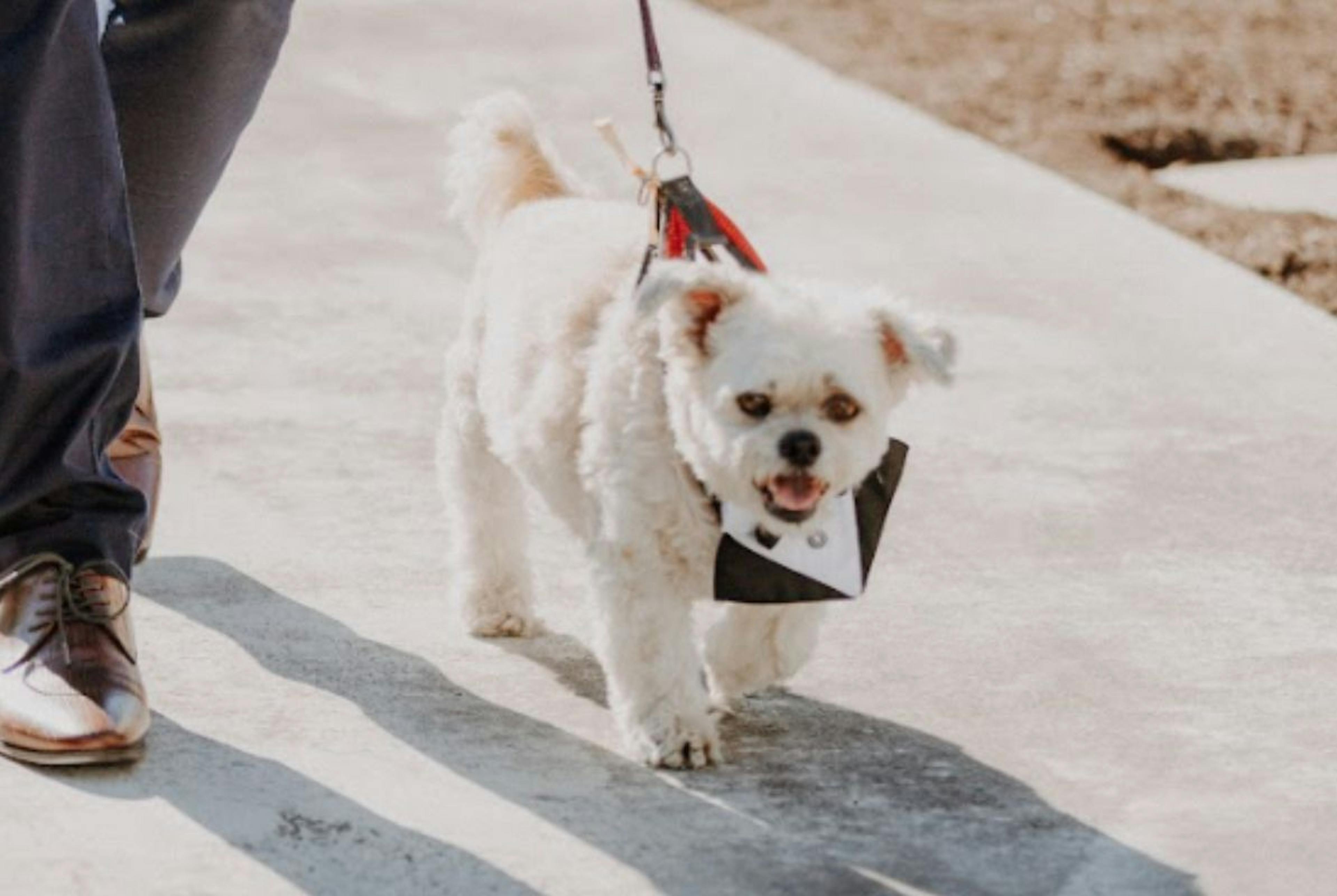 featured image - If Humans Could Talk