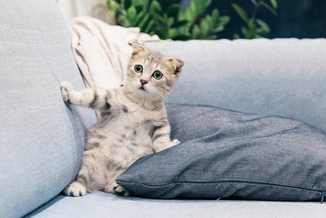 /how-to-distribute-kittens-the-computer-network-protocol-way-hacker-humor-hf3s33fk feature image
