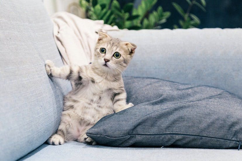 /how-to-distribute-kittens-the-computer-network-protocol-way-hacker-humor-hf3s33fk feature image