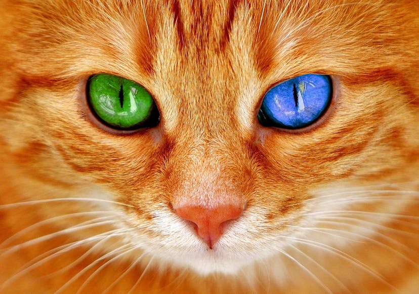 /when-is-the-right-time-to-step-down-as-your-startups-ceo feature image