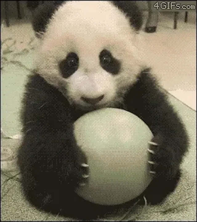 Não me peça para desistir dos pandas