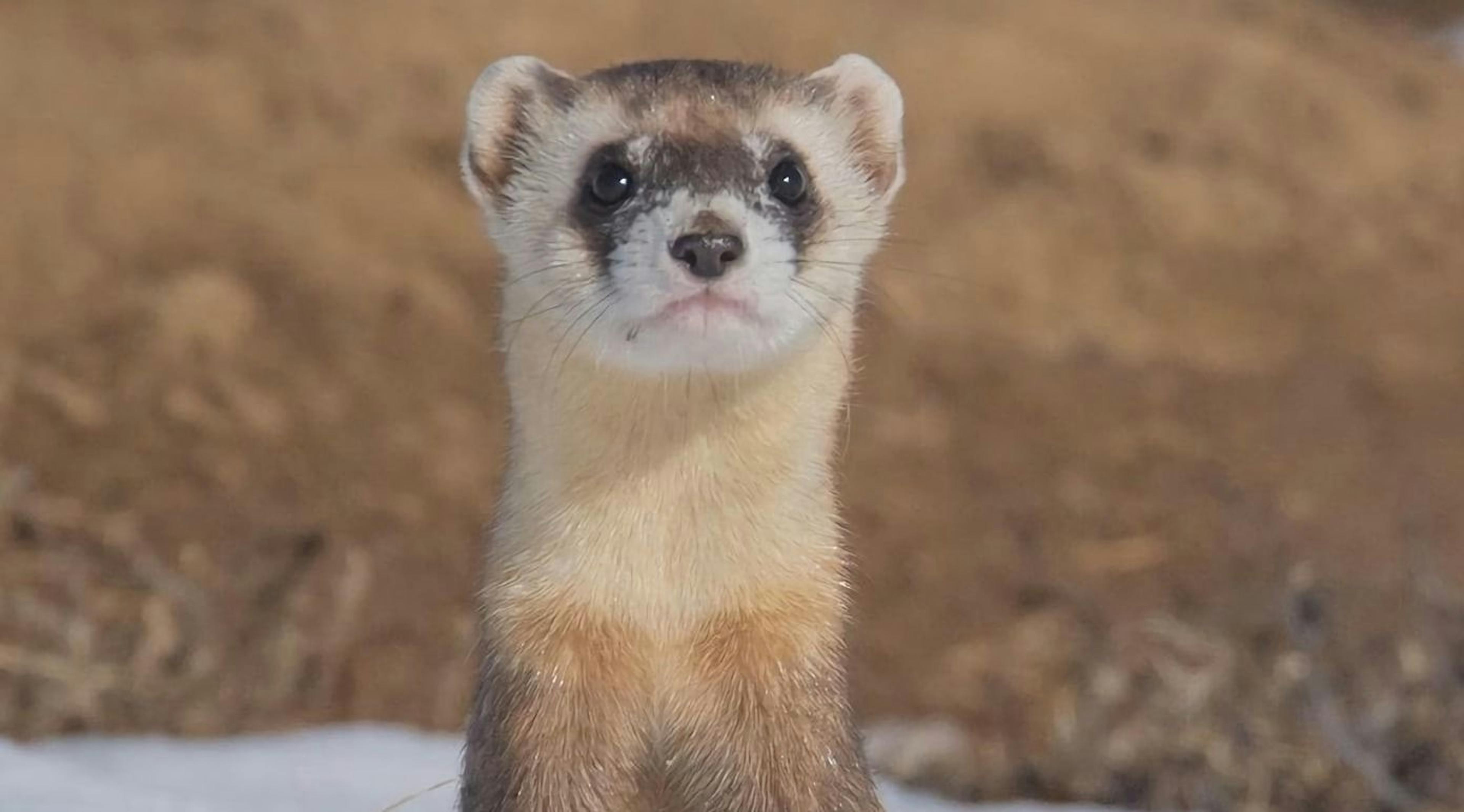 /creating-an-image-recognizer-on-golang-telegram-bot-wp5g35d5 feature image