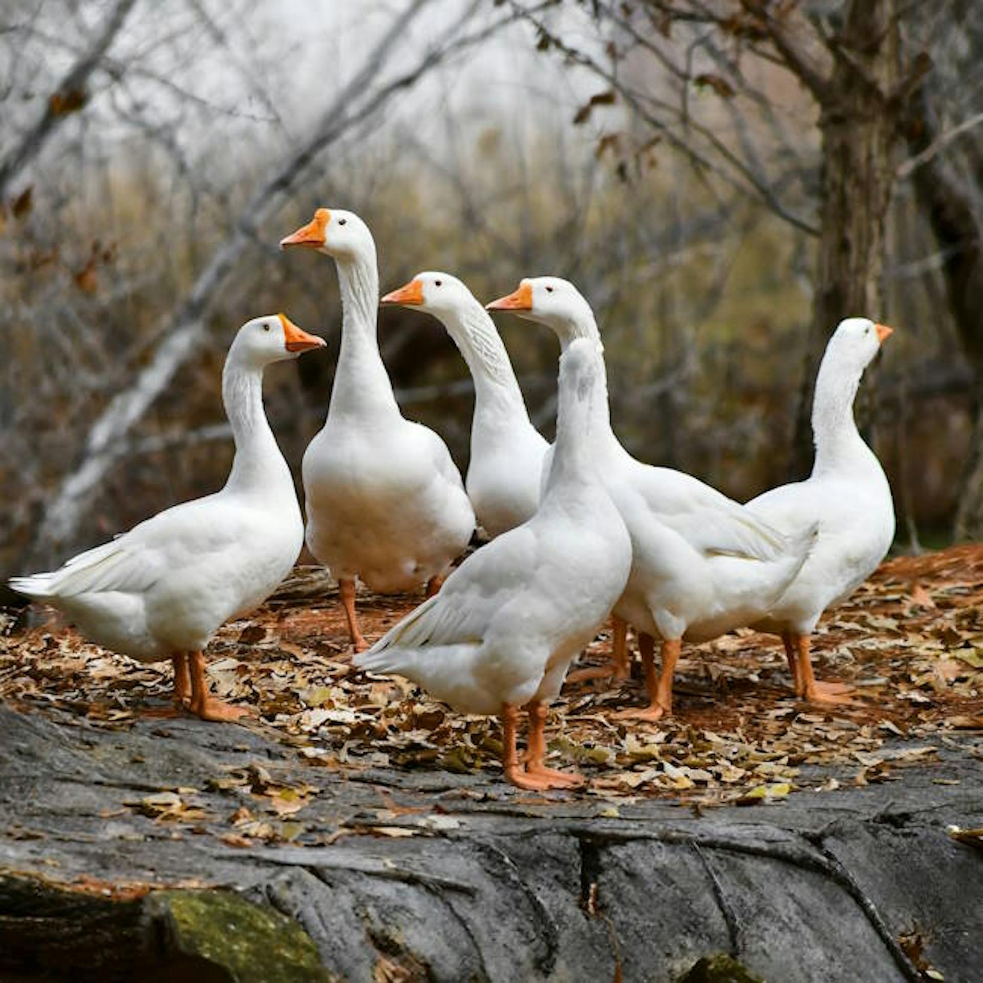 six geese a-laying