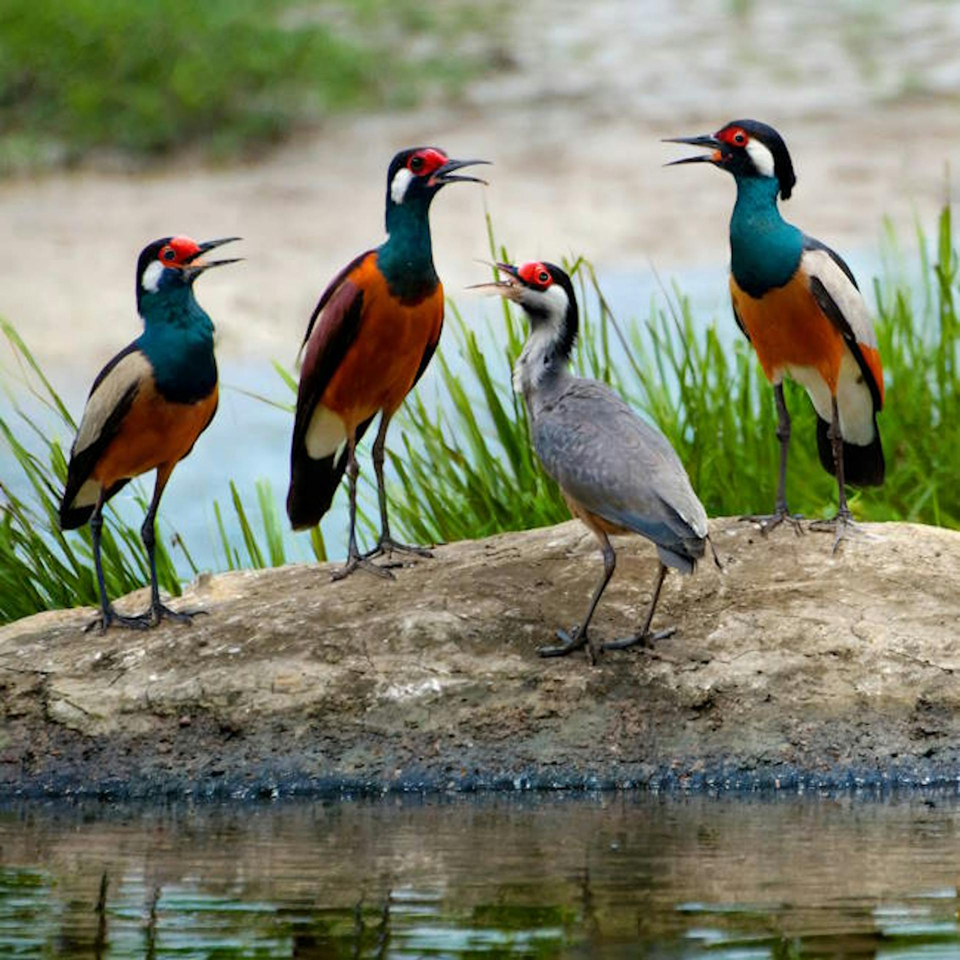 four calling birds