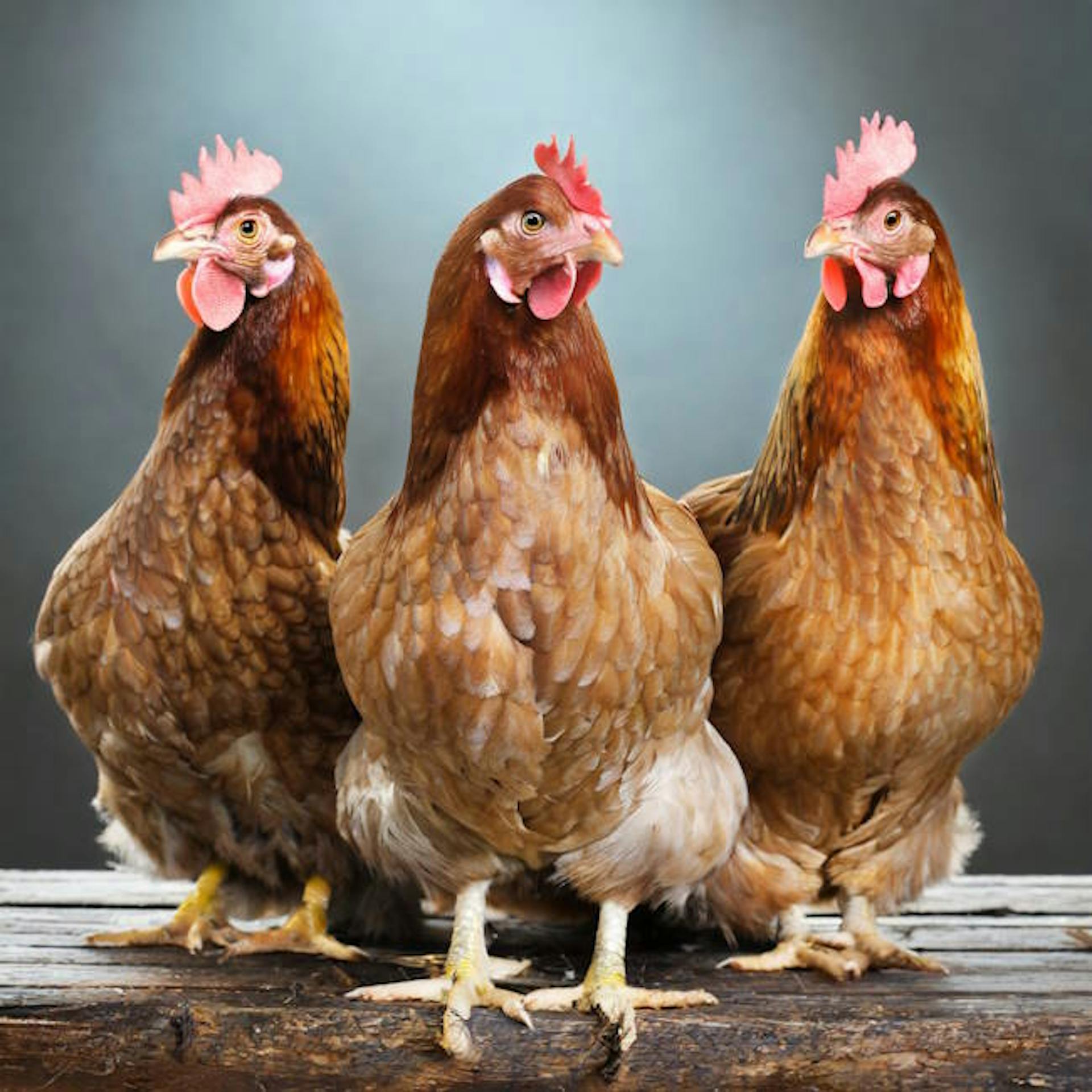 three french hens