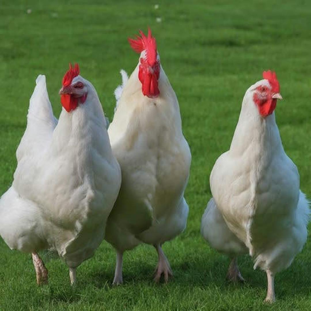 three french hens