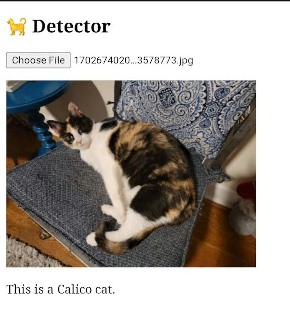 Une photo d'un chat calico correctement reconnu