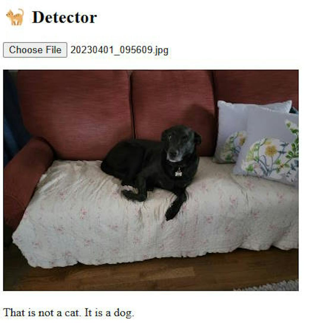 Dog on a couch