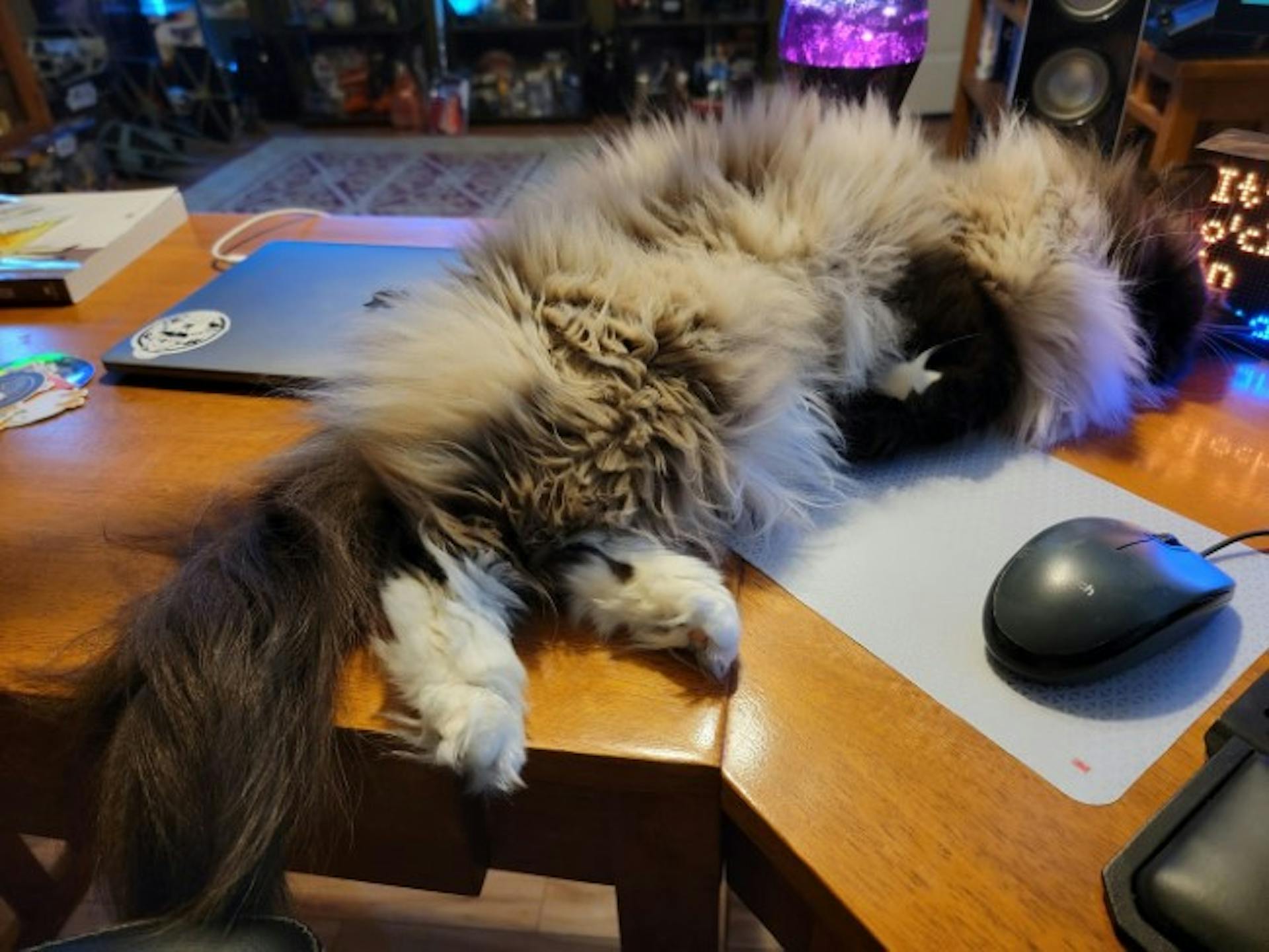 Cat lying on a desk next to a computer mouse
