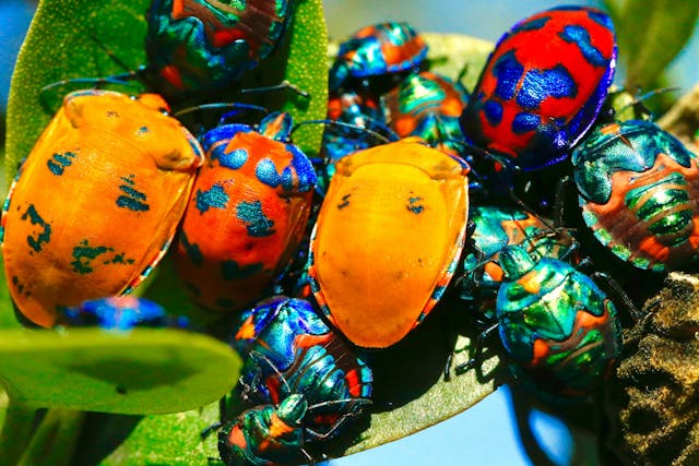 /bug-bounties-crowdsourcing-security-at-scale feature image