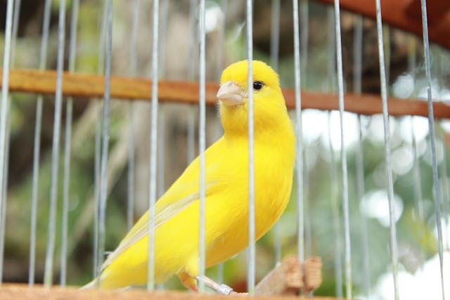 /implementing-canary-releases-with-apache-apisix feature image
