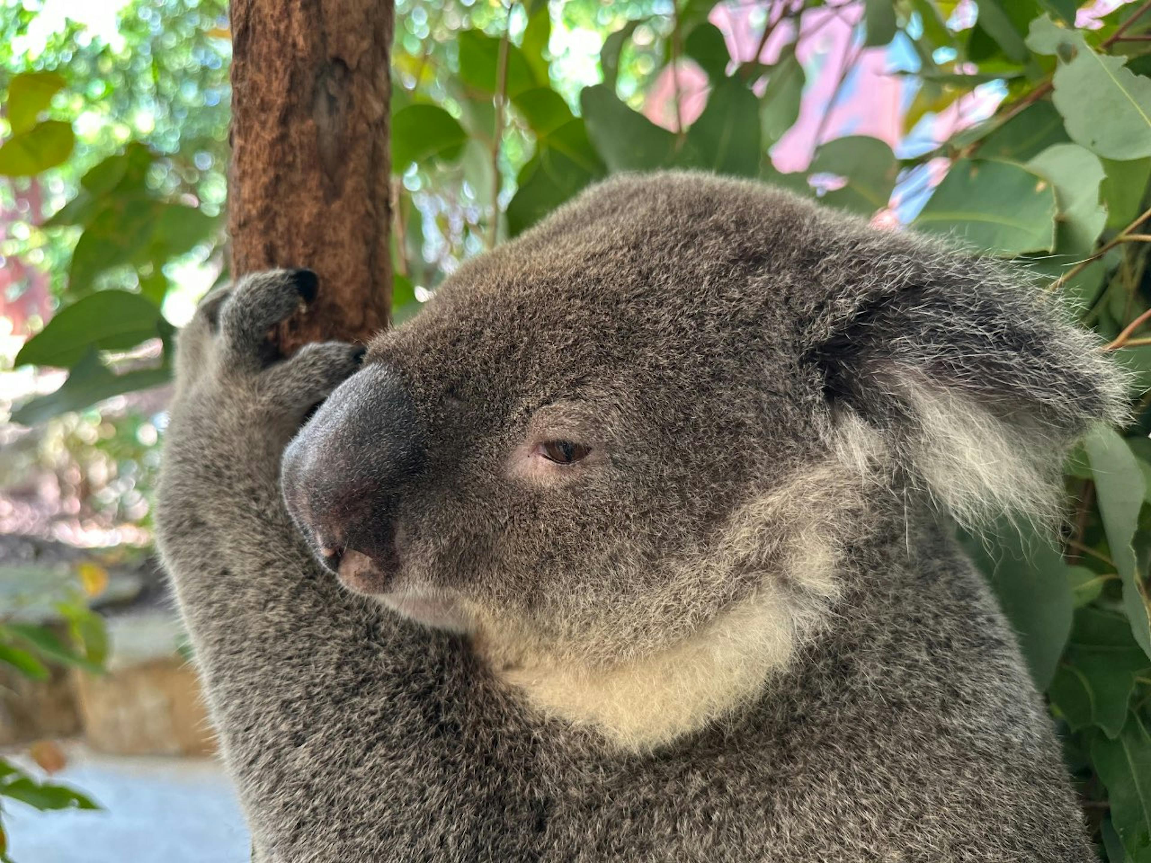 /i-finally-made-it-to-yow feature image